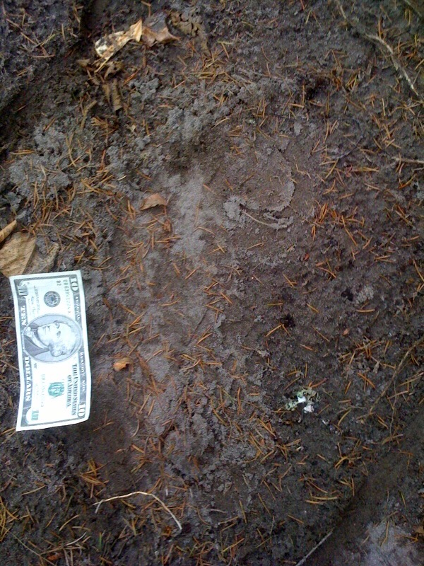 Bigfoot Casts